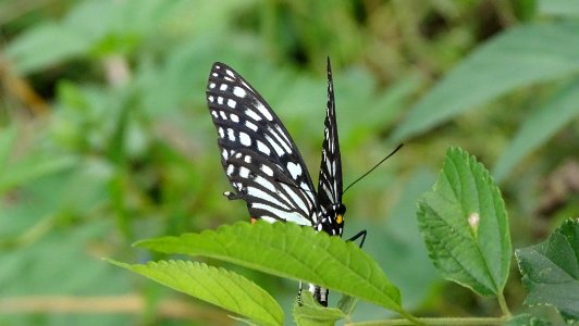 Hestina assimilis 52841406