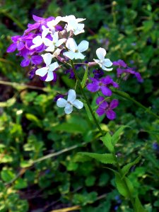 Hesperis matronalis, Mount Lebanon, Pennsylvania, 2