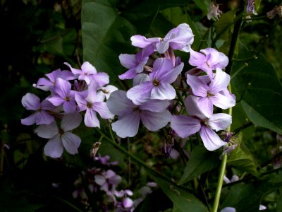 Hesperis matronalis, Beechview, Pittsburgh, Pennsylvania, 2