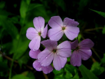 Hesperis matronalis, 2015-05-29, Mount Lebanon, 01