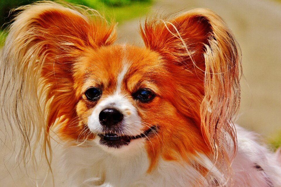 Small dog pets hairy