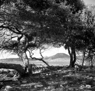 Het Gotomeer op Bonaire, Bestanddeelnr 252-8356