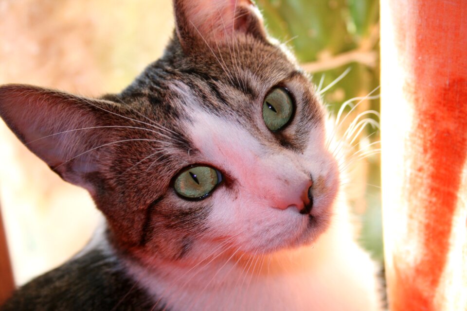 Domestic cat felidae pet