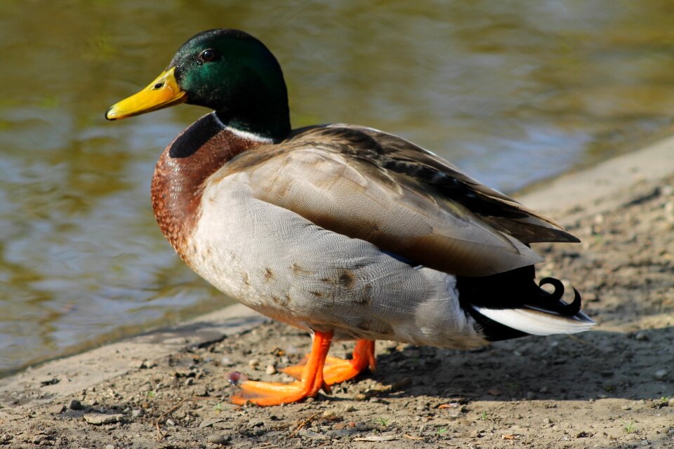 Animal waters duck bird