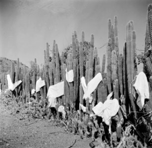 Het drogen van wasgoed op cactussen op Curaçao, Bestanddeelnr 252-7372