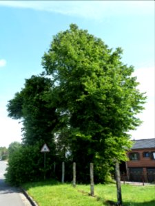 Herve-Battice-José-Tilleul no 1 (Rue des deux Tilleuls) (2)