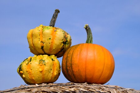 Red yellow gourd