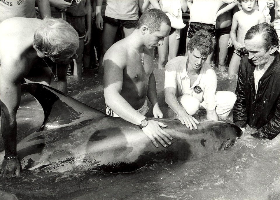 Het aanspoelen van een dolfijn aan het strand van Zandvoort, waarna hij werd vervoerd naar het Dolfirama. Aangekocht in 1983 van fotograaf C. de Boer. - Negatiefnummer 22141 k 12 a. - Gepubl, NL-HlmNHA 54013193 01
