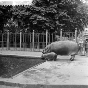 Het in maart in Artis geboren nijlpaard Tom is voor het eerst in het buitenbas, Bestanddeelnr 910-4466