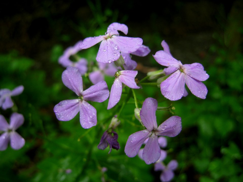 Hesperis matronalis, 2015-05-29, Mount Lebanon, 02