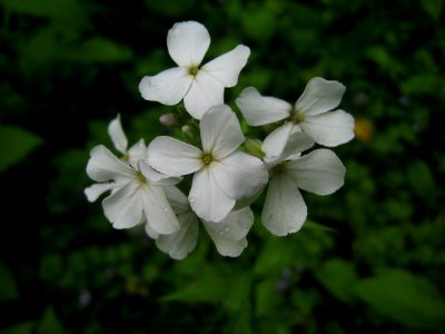 Hesperis matronalis, 2015-05-29, Mount Lebanon, 03