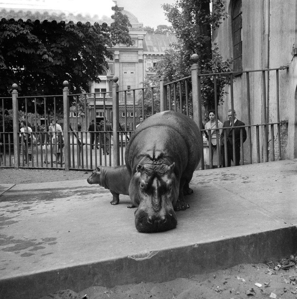 Het in maart in Artis geboren nijlpaard Tom is voor het eerst in het buitenbas, Bestanddeelnr 910-4468
