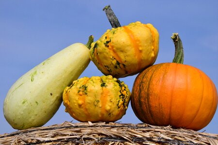 Red yellow gourd