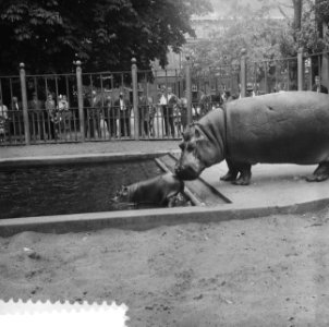 Het in maart in Artis geboren nijlpaard Tom is voor het eerst in het buitenbas, Bestanddeelnr 910-4469