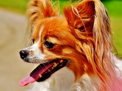 Small dog pets hairy
