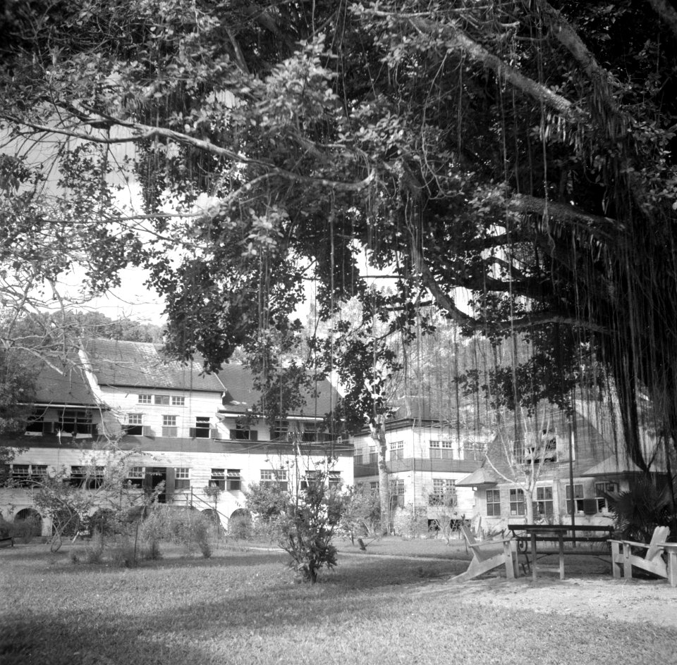 Het 's Lands Hospitaal in Paramaribo, Bestanddeelnr 252-6052