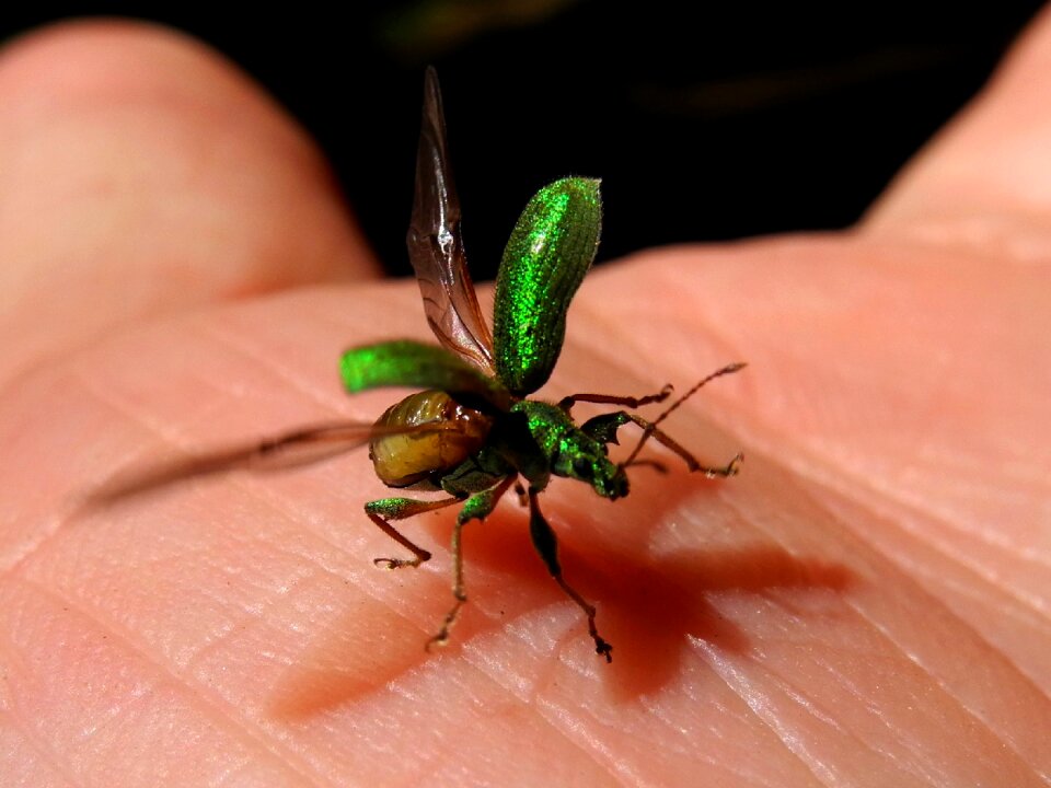 Beetle elytra green