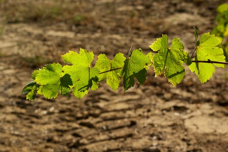 Vine vineyard autumn leaves