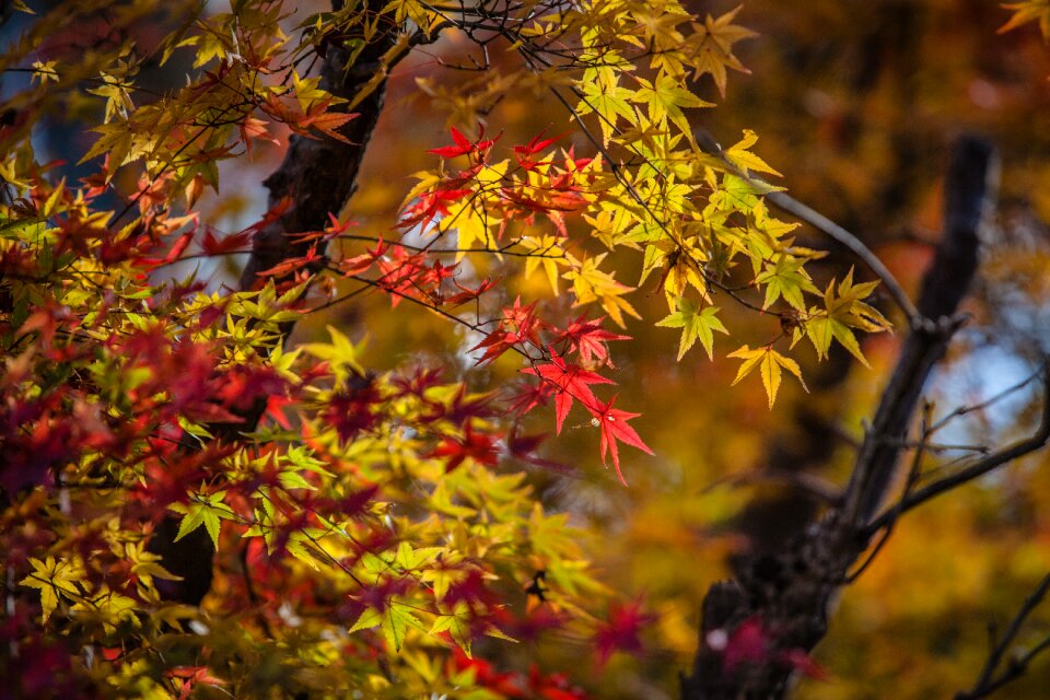 Maple autumn colorful