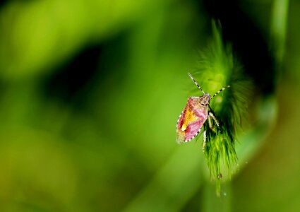 Garden nature bug
