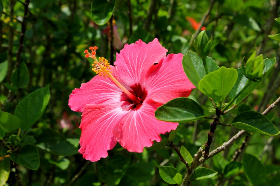 On the branch botany flower in the garden