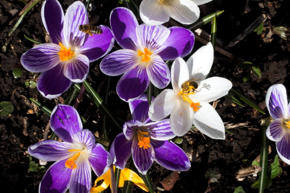 Spring crocus flower blossom