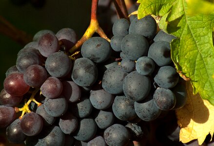 Fall bunch of grapes harvest