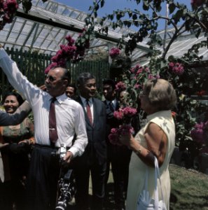 Het koninklijk paar in de plantentuin van Bogor bij de bougainville, Bestanddeelnr 254-9048