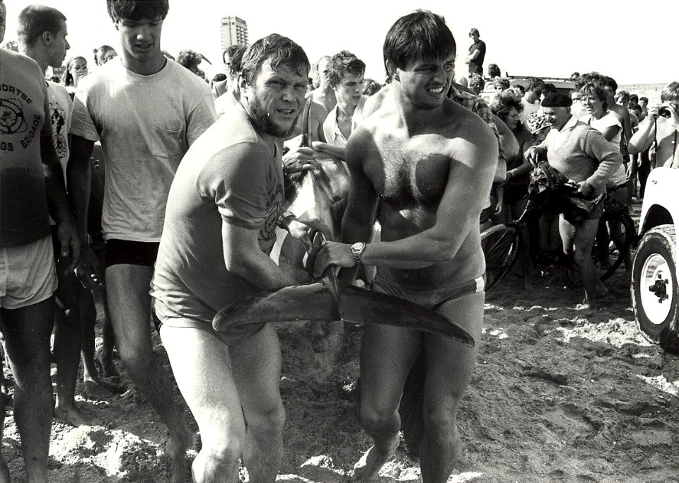 Het aanspoelen van een dolfijn aan het strand van Zandvoort, waarna hij werd vervoerd naar het Dolfirama. Aangekocht in 1983 van fotograaf C. de Boer. - Negatiefnummer 22141 k 20 a. - Gepubl, NL-HlmNHA 54013193 02