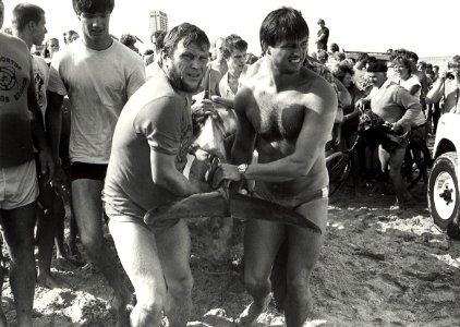 Het aanspoelen van een dolfijn aan het strand van Zandvoort, waarna hij werd vervoerd naar het Dolfirama. Aangekocht in 1983 van fotograaf C. de Boer. - Negatiefnummer 22141 k 20 a. - Gepubl, NL-HlmNHA 54013193 02