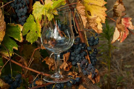 Harvest bunch of grapes glass