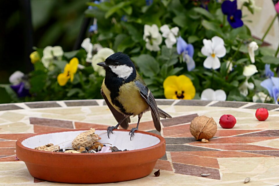 Parus major young garden