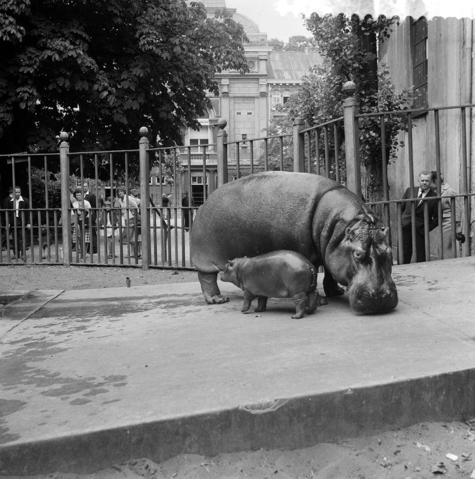 Het in maart in Artis geboren nijlpaard Tom is voor het eerst in het buitenbas, Bestanddeelnr 910-4467