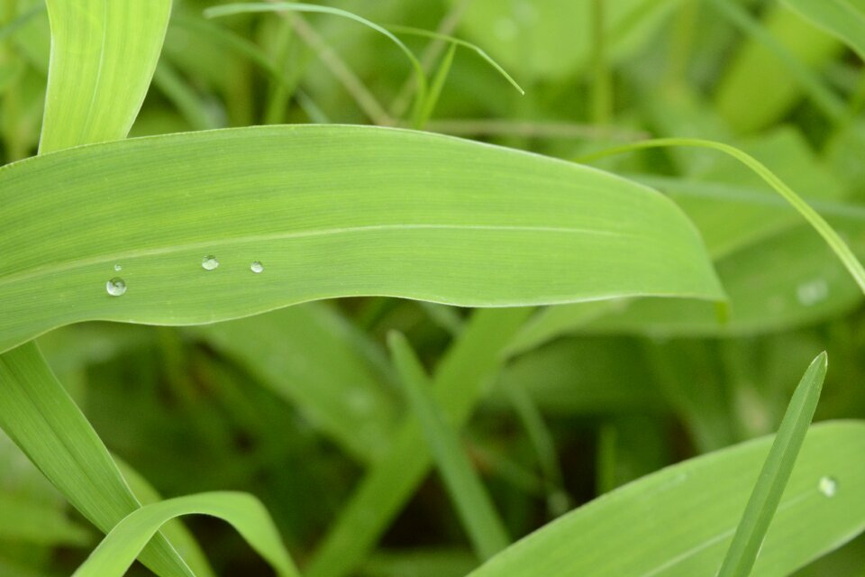 Natural plant outdoors
