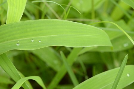 Natural plant outdoors