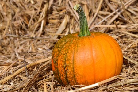 Red yellow gourd