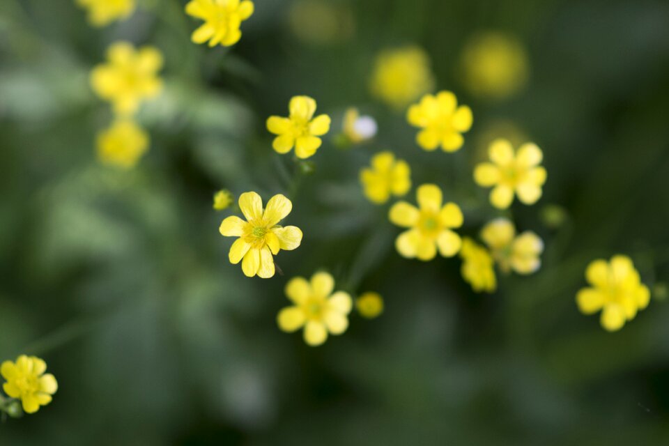 Yellow flower flowers wild flowers