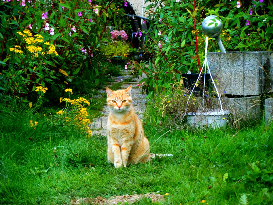 Domestic cat pet young cat