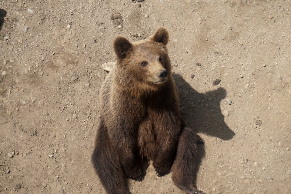 Fur sitting brown