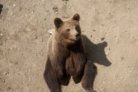Fur sitting brown