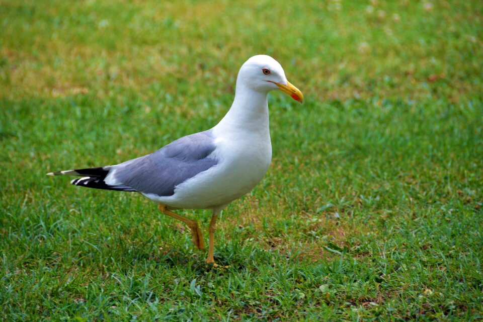 Green animal gull
