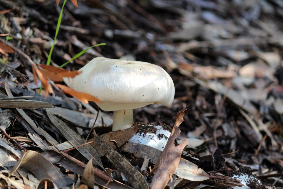 Mushroom falls hiking