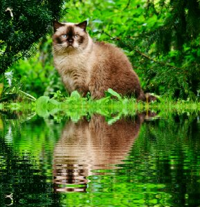Mirroring water blue eye