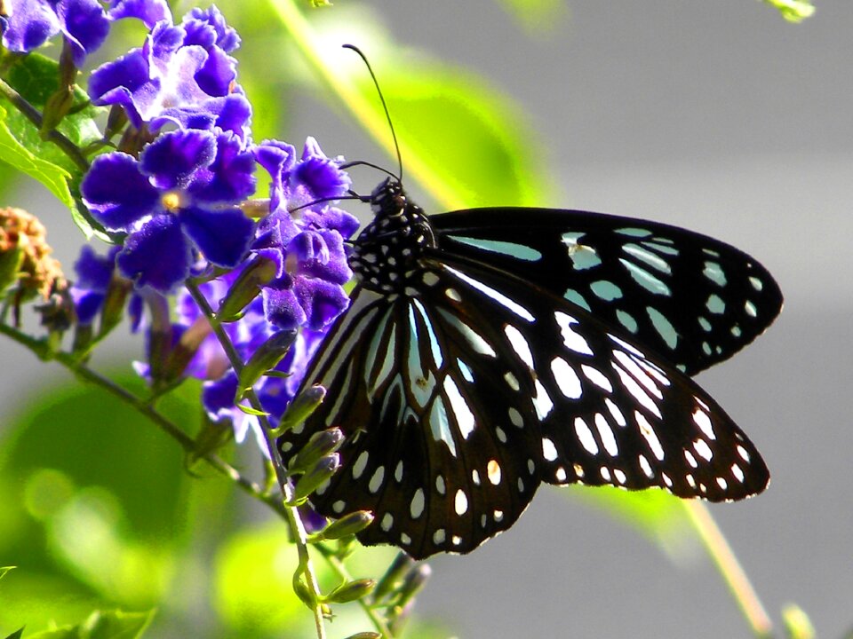 Wildlife nature close up