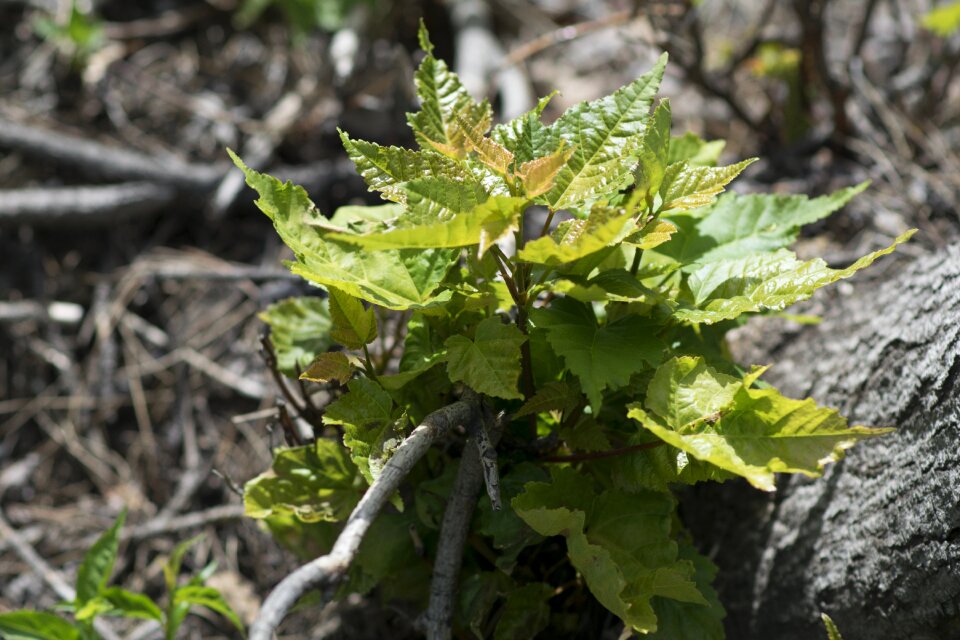 Bud leaves the leaves