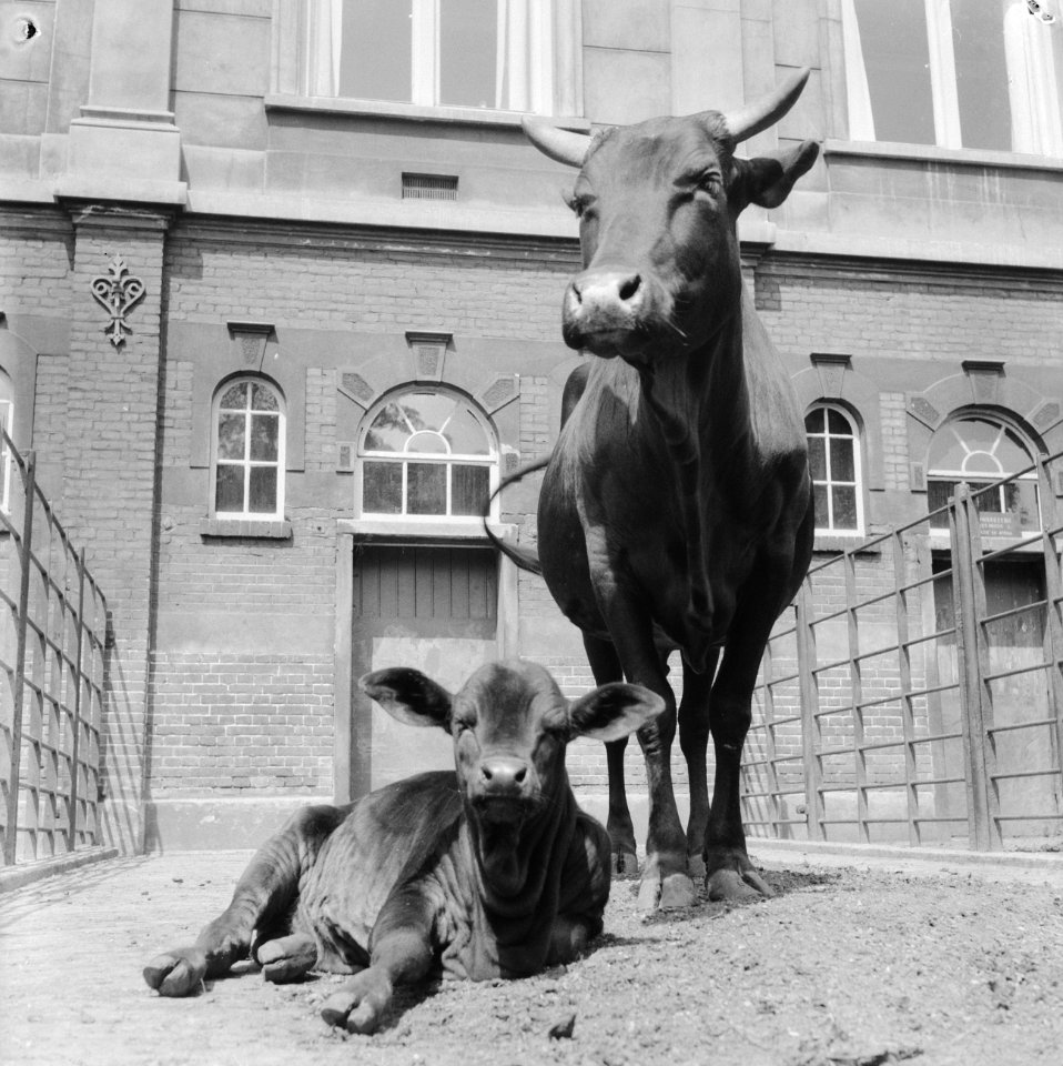Herdenkingszitting van de KAB in Tivoli te Utrecht, v.l.n J. A. Middelhuis (KAB), Bestanddeelnr 910-6786