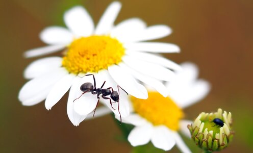 Veronica spring awakening nature documentary