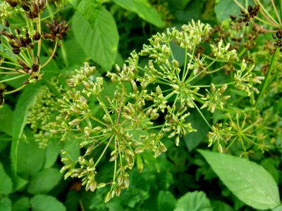 Herbes du jardin