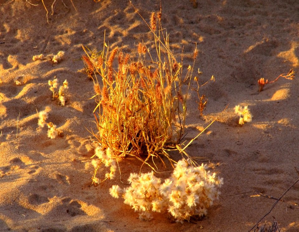 Herbes sur la plage Western Australia