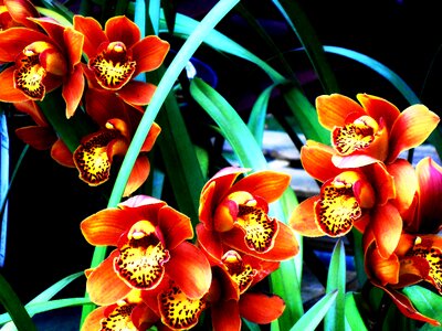 Garden flowers colombia